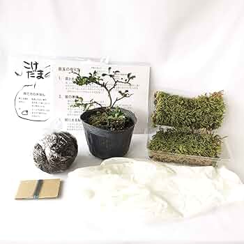 最安値★継足し品★10個セット◎ハイ苔4年物◎造園/苔玉★厚2〜3/長47幅32 ハイゴケ 10トレー 天然苔 苔玉 10枚 苔玉・苔